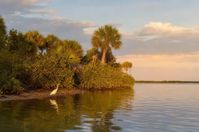 Indian River Lagoon shoreline at golden hour with a wading bird