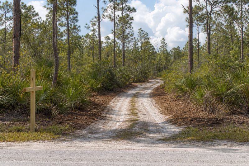 Newly cut dirt access lane curving through dense pine and palmetto woods, mulched surface leading toward a clearing