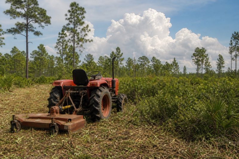 Tractor with rotary cutter mowing dense waist-high brush beneath scattered pine trees on a rural Florida property