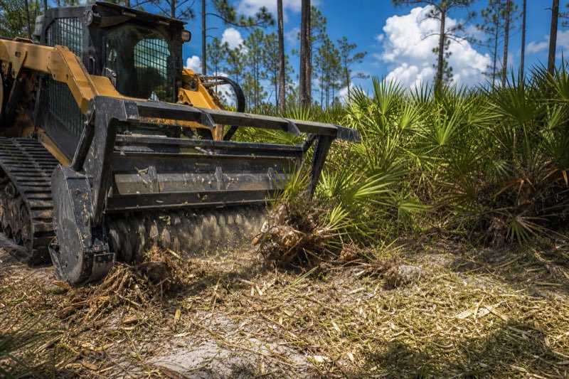 Dense stand of saw palmetto beneath tall pines on a flatwoods lot, with a cleared strip of sandy ground in the foreground